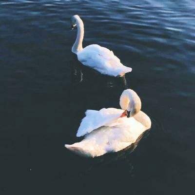 皇冠体育app下载